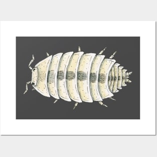 Trichorhina tomentosa "Dwarf White" Isopod Posters and Art